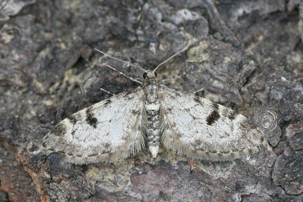 Eupithecia conterminata: Bild 2