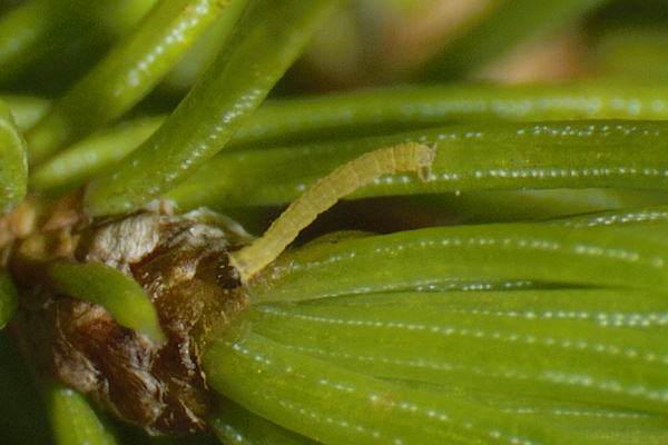 Eupithecia lanceata: Bild 8