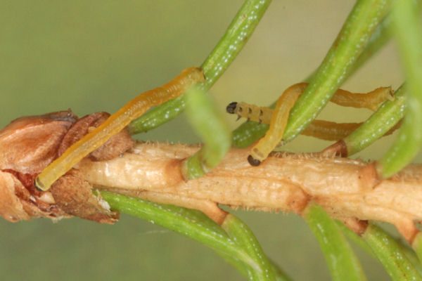 Eupithecia lanceata: Bild 11