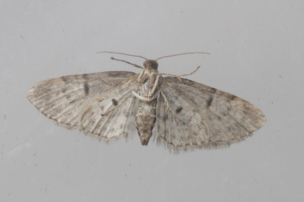 Eupithecia dodoneata: Bild 51