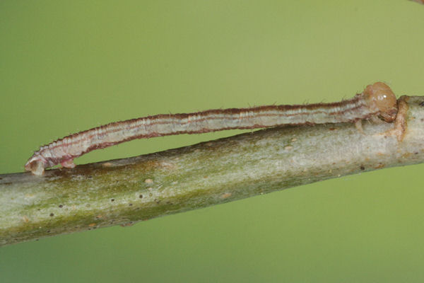 Eupithecia irriguata: Bild 17