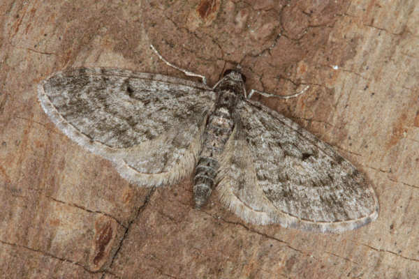 Eupithecia lariciata: Bild 27