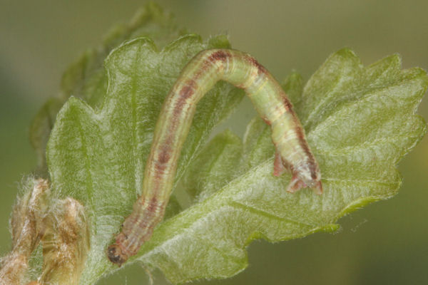 Eupithecia irriguata: Bild 37
