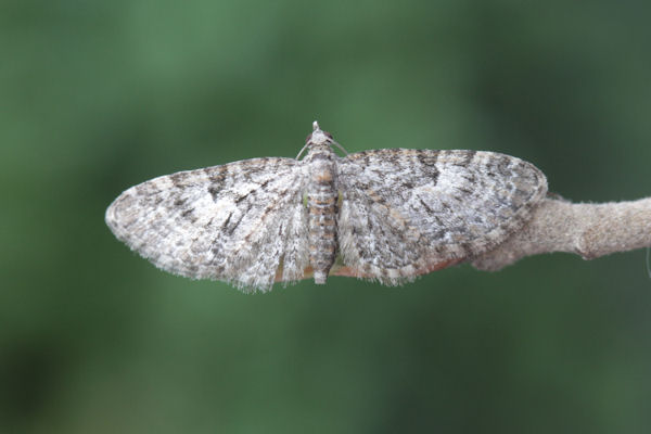 Eupithecia dodoneata: Bild 33