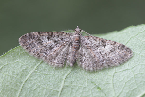 Eupithecia dodoneata: Bild 34