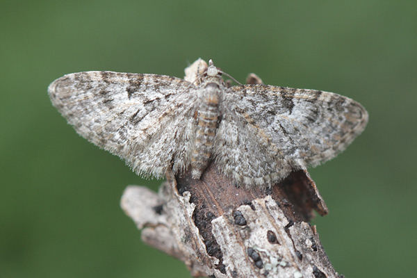 Eupithecia dodoneata: Bild 35