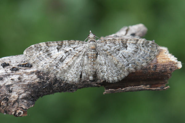 Eupithecia dodoneata: Bild 37