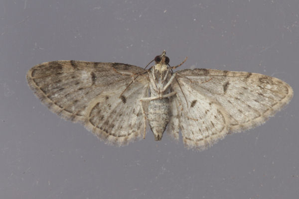 Eupithecia dodoneata: Bild 52