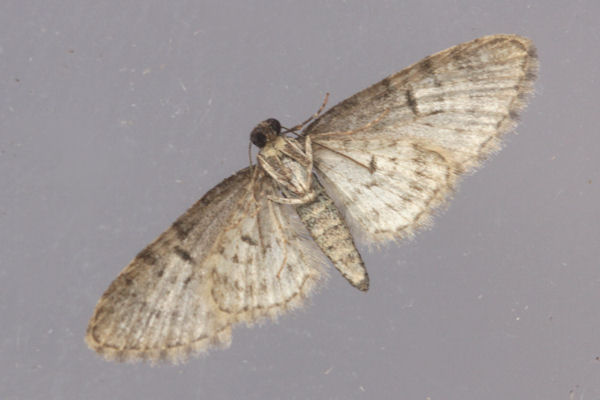 Eupithecia dodoneata: Bild 50