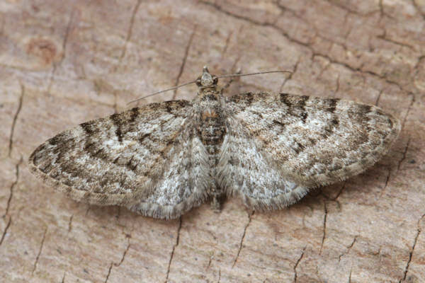 Eupithecia dodoneata: Bild 1