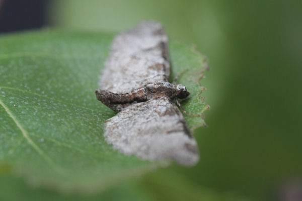 Eupithecia insigniata: Bild 4