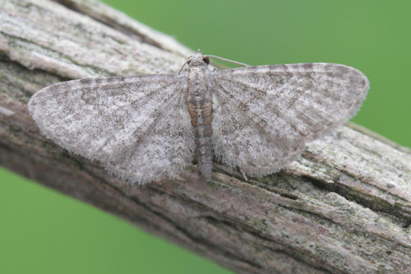 Eupithecia haworthiata: Bild 3