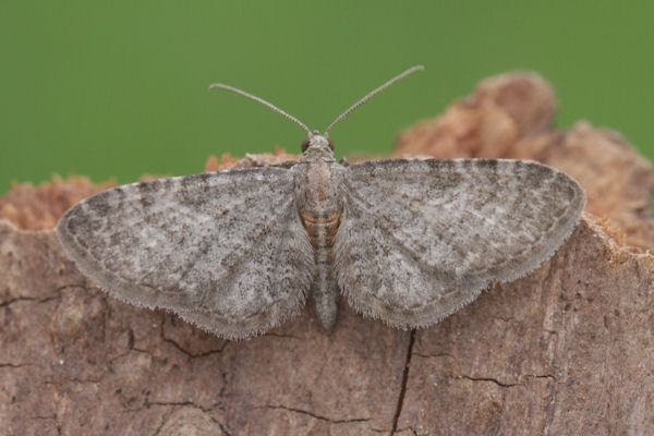 Eupithecia haworthiata: Bild 5