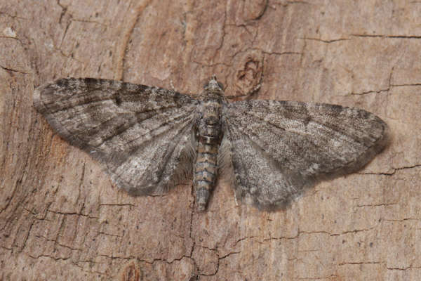 Eupithecia subfuscata: Bild 16