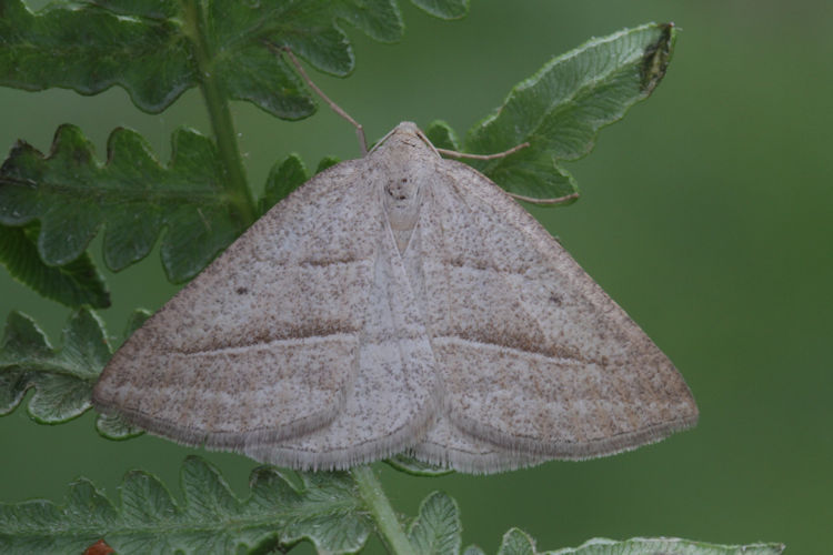 Petrophora chlorosata: Bild 17