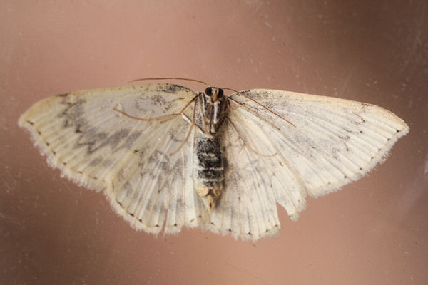 Cyclophora annularia: Bild 16