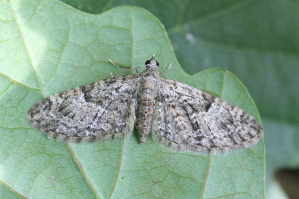 Eupithecia dodoneata: Bild 38