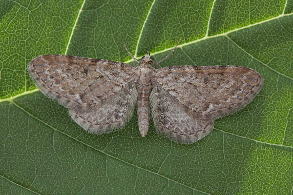 Eupithecia pernotata: Bild 2