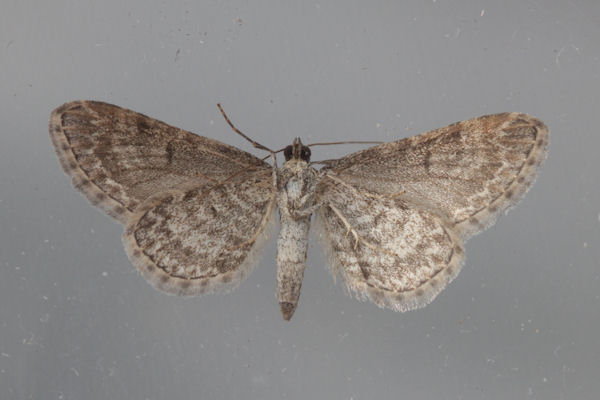 Eupithecia pernotata: Bild 14