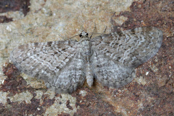 Eupithecia pernotata: Bild 3