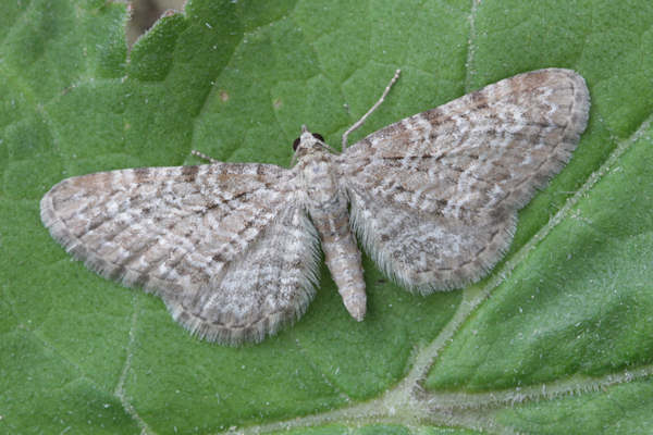 Eupithecia pernotata: Bild 1