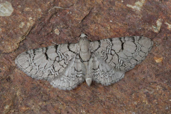 Eupithecia schiefereri: Bild 3