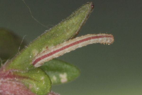 Eupithecia distinctaria: Bild 37