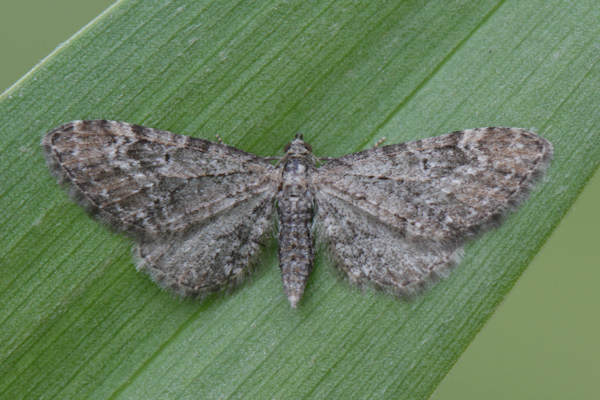 Eupithecia pernotata: Bild 4