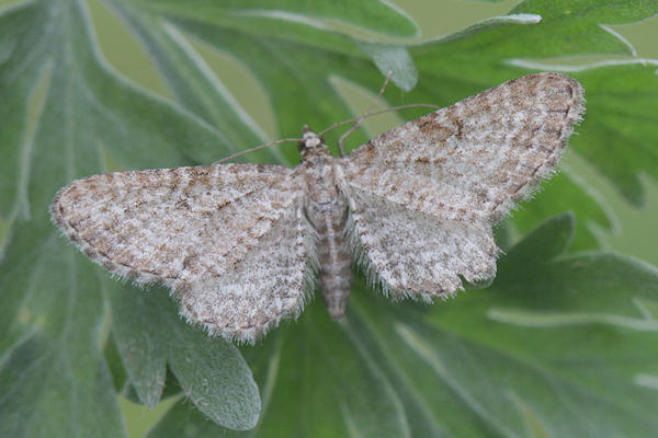 Eupithecia pernotata: Bild 7