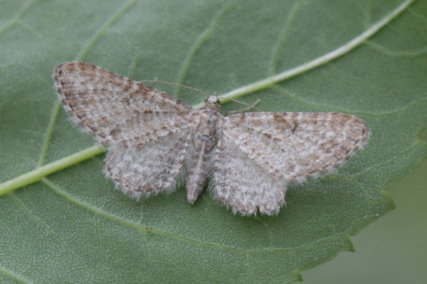 Eupithecia pernotata: Bild 8