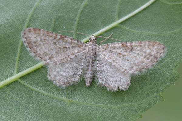 Eupithecia pernotata: Bild 10