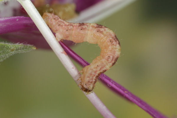 Eupithecia pulchellata: Bild 63