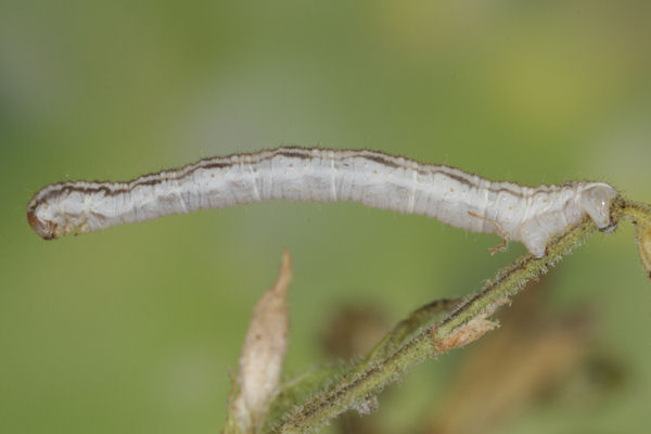 Eupithecia schiefereri: Bild 46