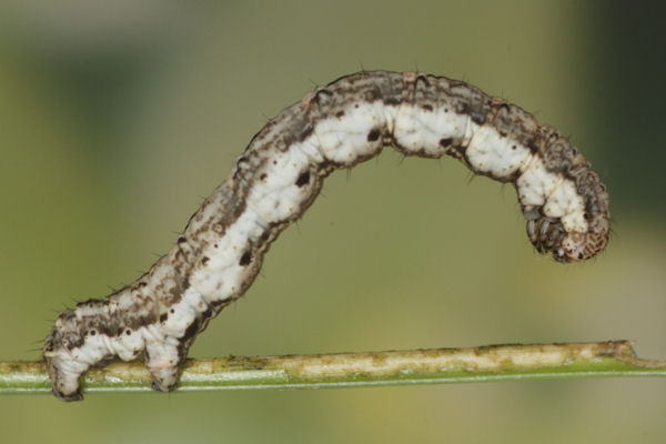 Coenotephria tophaceata: Bild 21
