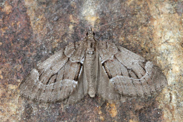 Epilobophora sabinata sabinata: Bild 20