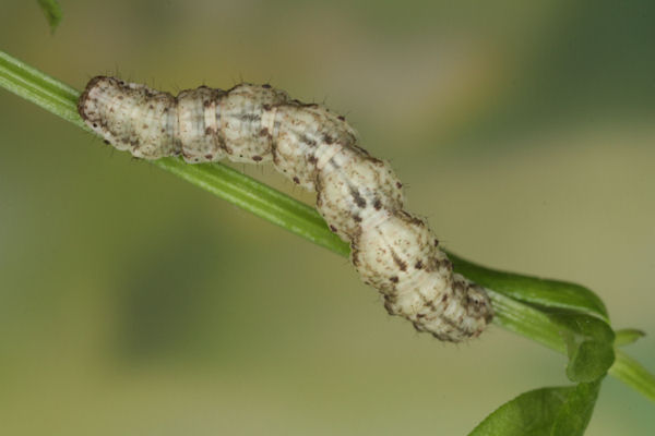 Coenotephria tophaceata: Bild 22