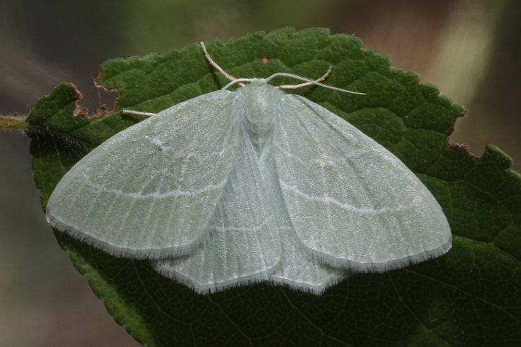 Hemistola chrysoprasaria: Bild 14