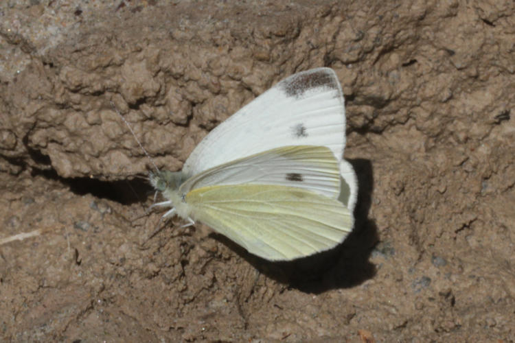 Pieris mannii alpigena: Bild 65