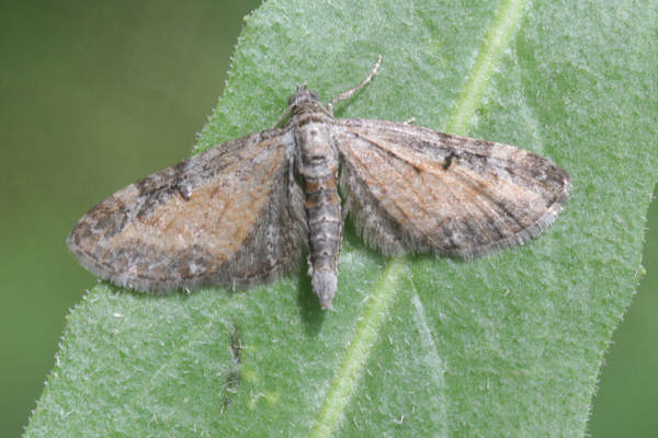 Eupithecia icterata: Bild 4