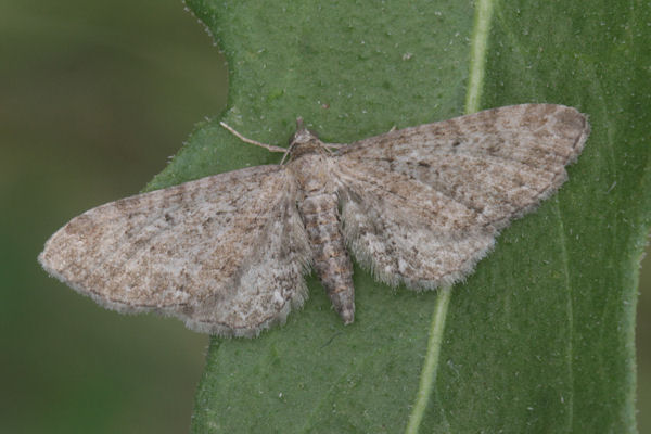 Eupithecia denotata: Bild 3