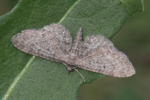 Eupithecia denotata: Bild 4