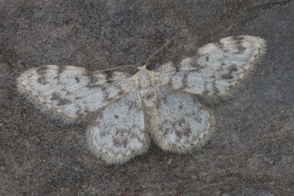 Idaea contiguaria: Bild 2