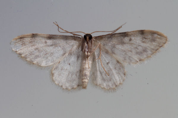 Idaea contiguaria: Bild 11