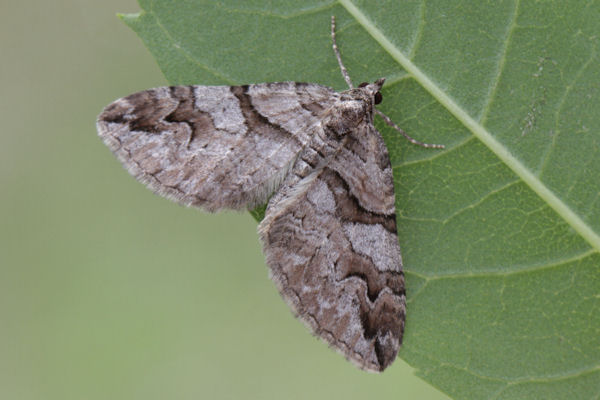 Pareulype berberata sineliturata: Bild 2