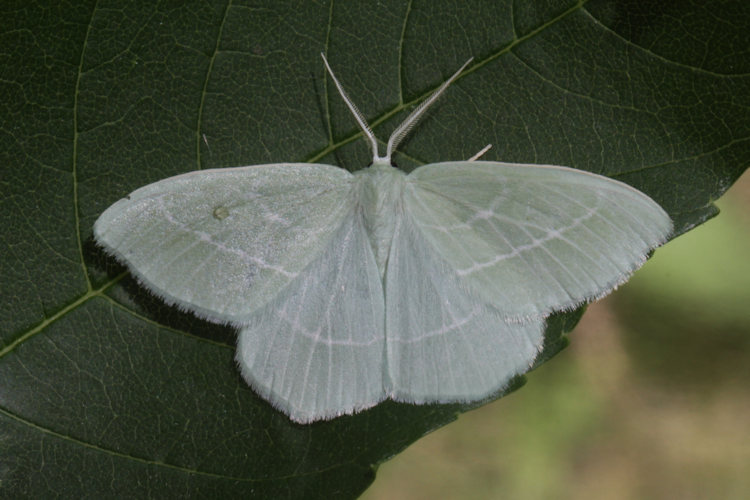 Hemistola chrysoprasaria: Bild 7