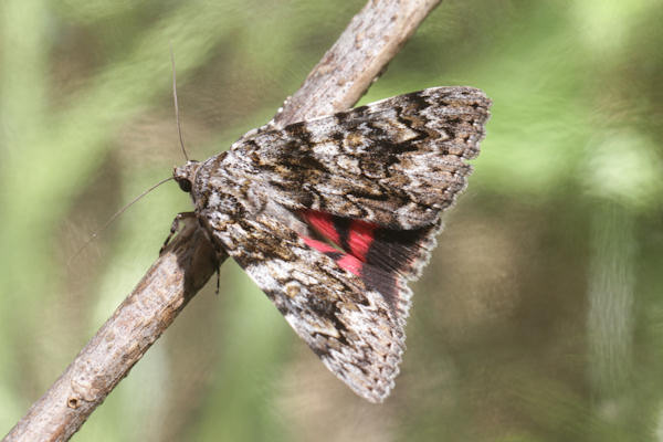 Catocala promissa: Bild 5