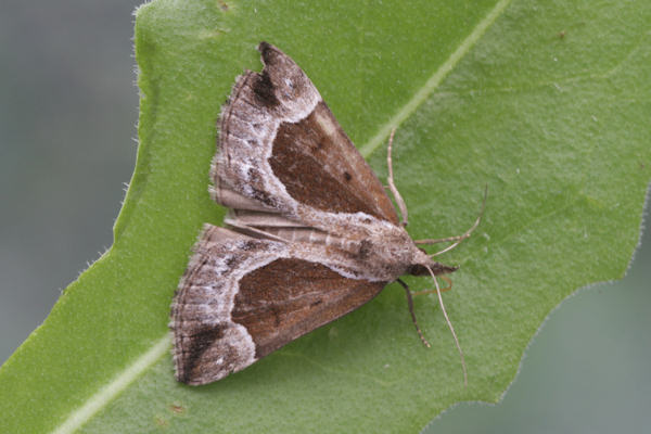 Hypena crassalis: Bild 2