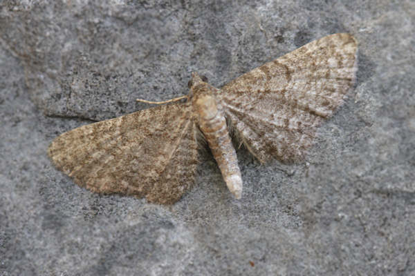 Eupithecia plumbeolata: Bild 3