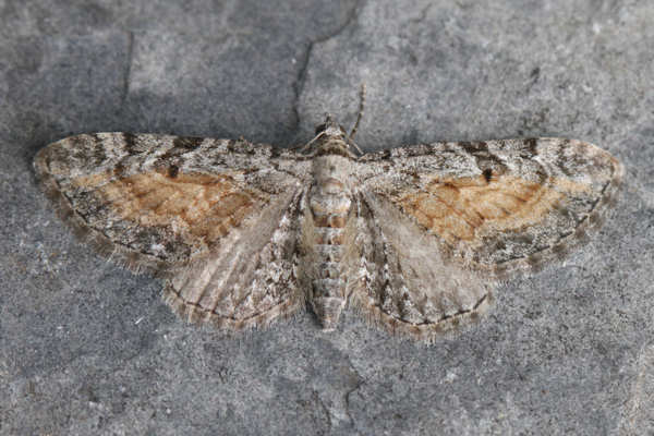 Eupithecia icterata: Bild 22