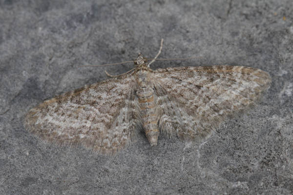 Eupithecia satyrata: Bild 15